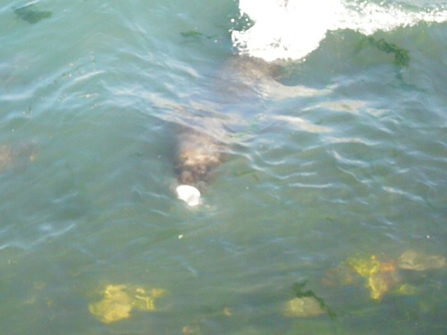 Sea lions being fed for the tourists